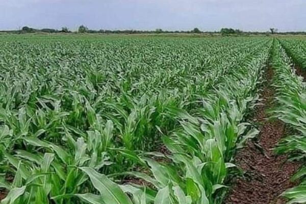 Jagung Jagung